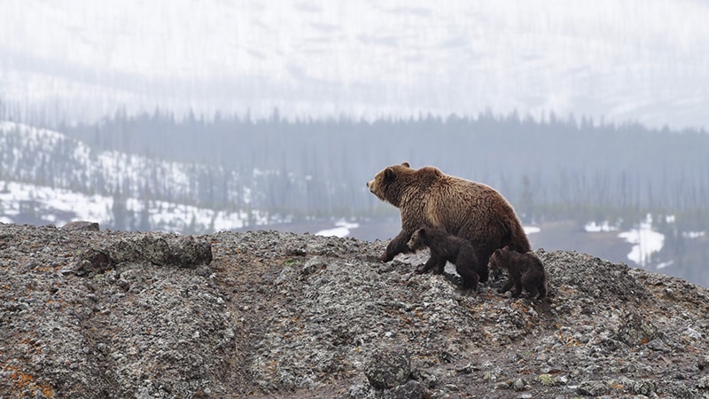 02 Wildlife-men-canada-Kanada-bär-bear-with-children-on-mountain