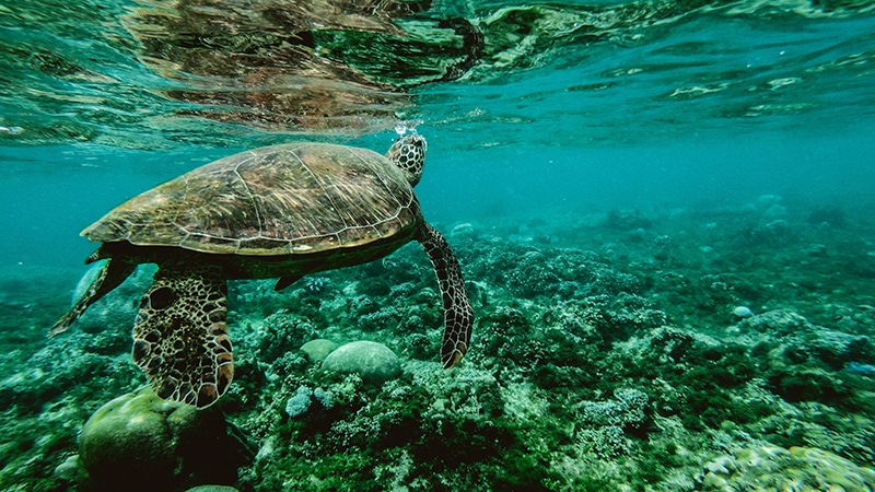04 Exotic-men-Philippines-philippinen-turtle-swimming-under-water