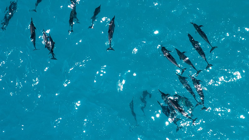11 Luxury-Action-men-travel-maledives-dolphins-from-above