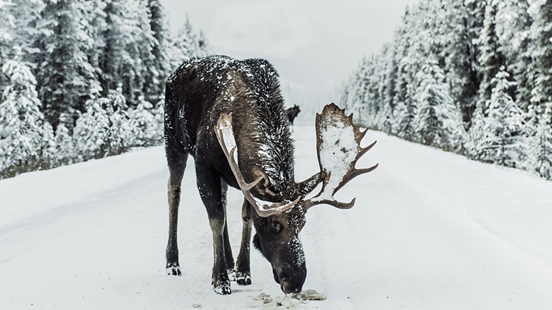 13 Wildlife-men-canada-Kanada-elk-on-snowy-street