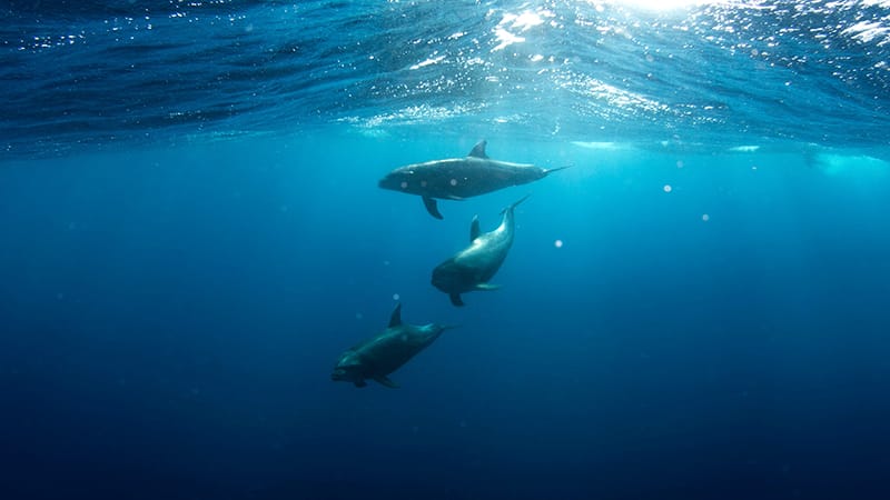 7 Luxury-Action-men-delphine-dolphins-unterwasser-underwater-ocean-meer